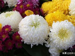 菊花的品种(15种最美的菊花品种)