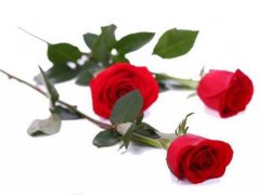 送玫瑰花数量的含义1(玫瑰花朵数代表的含义!)