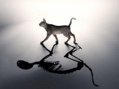 薛定谔的猫(薛定谔的猫是指什么？)
