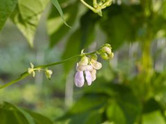 什么是芸豆？(芸豆的正确种植方法是什么？)