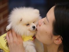 白博美犬价格！(博美犬价格多少钱一只？)