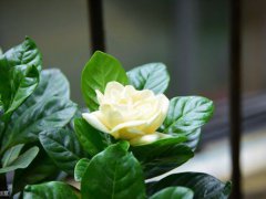 黄栀子的功效与作用(黄栀子有什么作用和药效？)