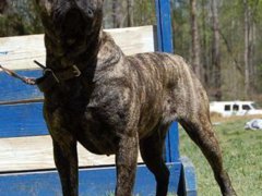世界十大最凶猛猛犬(世界十大强悍猛犬)
