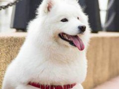 名犬排行榜(世界10大名犬排行榜)