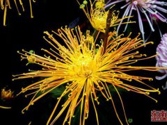重阳节是什么节？(重阳节有什么传统习俗)