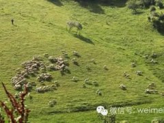 关山牧场在哪？(关山牧场魅力光影)