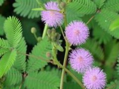 含羞草的养法(含羞草怎么种植方法)