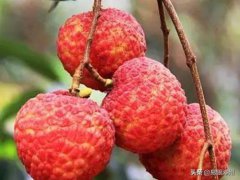 漳浦荔枝(漳浦还有这么多种荔枝，你吃过没？)