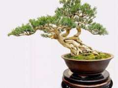 黄杨木盆景(赏“木中君子”黄杨盆景)