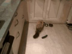 猫为什么怕黄瓜(猫咪为什么怕黄瓜？)