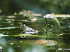 温水煮青蛙(温水煮青蛙出自哪?)