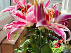 百合花怎么养(盆栽百合花有3个养护要点)