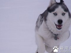 雪橇犬价格！(雪橇狗多少钱？)