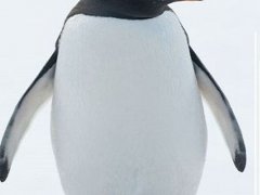 什么是企鹅(企鹅为什么叫企鹅？)