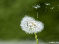 植物怎样传播种子(奇妙的花花草草种子传播方法)