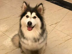 阿拉斯加雪橇犬好养吗(饲养阿拉斯加犬经验总结)