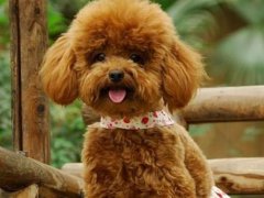 贵宾犬训练(养贵宾犬一定要做这些技能训练)