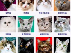 宠物猫的种类(猫咪品种1秒认全)