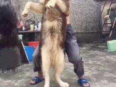 世界最大的阿拉斯加犬(最大的阿拉斯加狗王)