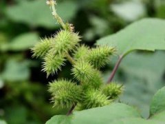 植物是怎么传播种子的(植物传播种子有哪些方法)