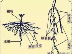 植物的根(实用植物生理学之植物根系)
