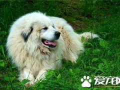 大白熊犬的饲养(大白熊犬饲养需要注意)