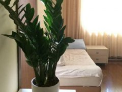 适合室内养的植物(室内无毒好养的20种观叶绿植)