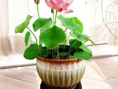 碗莲的种植方法(碗莲怎么养？)
