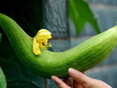 丝瓜的英文(丝瓜用英语怎么说？)