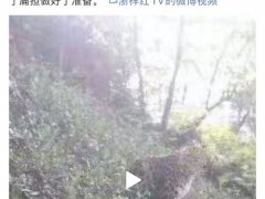 那只天真的豹子(杭州金钱豹外逃24天)