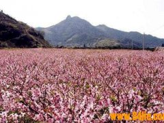 桃花岛门票(宁波桃花岛旅游攻略)