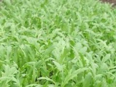 茼蒿种植(茼蒿菜的种植方法及时间)