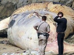世界上最大的鱼类(世界上最大的鱼是什么鱼？)