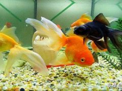 金鱼缸风水(如何看金鱼缸风水)