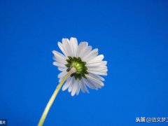 美在我身边(美在我身边优秀作文)
