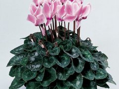 仙客来花语(仙客来花语和种植历史)
