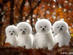 宠物狗种类(狗狗品种介绍大全)