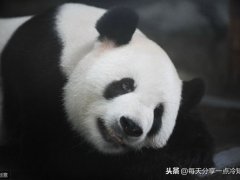 熊猫的知识资料大全(20个熊猫趣味冷知识)