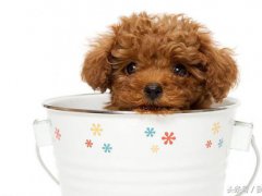 茶杯贵宾犬(茶杯贵宾犬的价格是多少钱一只)