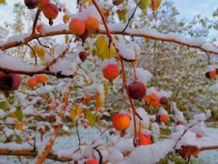 广州下雪记录(盘点广州历史上的8次降雪！)
