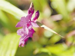 白芨种植基地(大闸村建起千亩白芨基地)