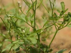 白花碎米荠(碎米荠，见过吗？其根菜子七，可用于百日咳)