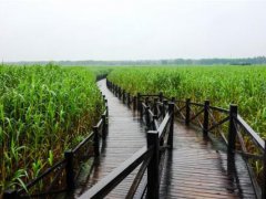 上海西沙湿地公园(西沙湿地公园——上海唯一能看到自