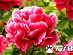牡丹花什么时候开？(牡丹花是什么季节开？)