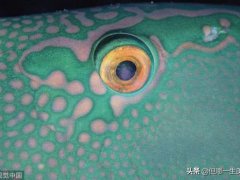 左眼皮跳是什么征兆(左眼皮一直跳是怎么回事？)