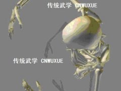 中华浑圆功(如何练习浑圆桩功法)
