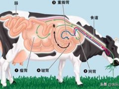 牛有几个胃(牛几个胃的功能介绍)