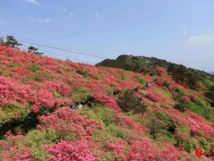 麻城杜鹃花节！(湖北麻城杜鹃花！)