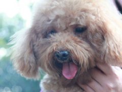 狗可以活多久(狗狗的寿命有多长？)