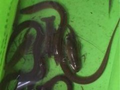 网箱养黄鳝(黄鳝网箱饲养技术)
